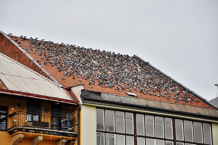 A2B Pest Control are able to install spikes to deter birds from roofs in Shooters Hill. 