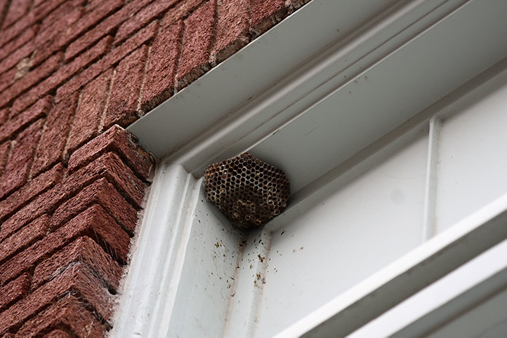 We provide a wasp nest removal service for domestic and commercial properties in Shooters Hill.
